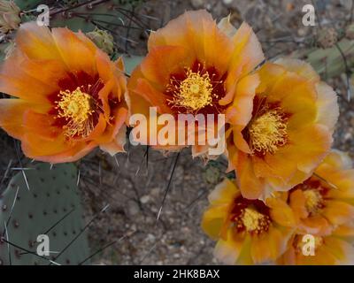 Fiori gialli e di colore pesca multipli con centri rossi e pistole gialle e stamens su un cactus Prickly Par Purplish nel Parco Nazionale di Big Bend, Foto Stock