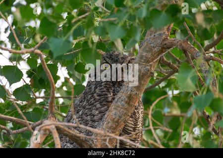 Il gufo grande di Horned che siede sul ramo dell'albero Foto Stock