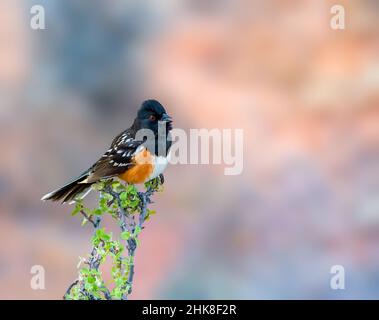 Il Towhee spotted è un piccolo gufo che si alleva nell'Asia tropicale dall'India continentale al Sudest asiatico. Foto Stock