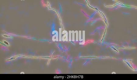 Ispirato dalla spedizione a Nova Zembla, un arcipelago russo nell'Oceano Artico nel 1880, Tree, reinventato da Artotop. L'arte classica reinventata con un tocco moderno. Design di calda e allegra luminosità e di raggi di luce. La fotografia si ispira al surrealismo e al futurismo, abbracciando l'energia dinamica della tecnologia moderna, del movimento, della velocità e rivoluzionando la cultura Foto Stock