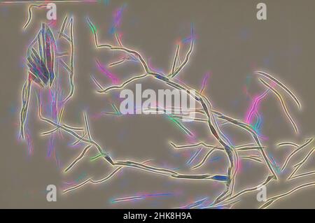 Ispirato dalla spedizione a Nova Zembla, un arcipelago russo nell'Oceano Artico nel 1880, Trees, reinventato da Artotop. L'arte classica reinventata con un tocco moderno. Design di calda e allegra luminosità e di raggi di luce. La fotografia si ispira al surrealismo e al futurismo, abbracciando l'energia dinamica della tecnologia moderna, del movimento, della velocità e rivoluzionando la cultura Foto Stock