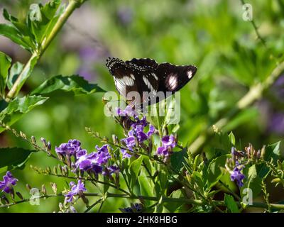 Nero e bianco comune Egglfly Butterfly ha bellissimi motivi e macchia marcature sulle sue ali, godendo viola Geisha Girl pianta fiori, Australia Foto Stock