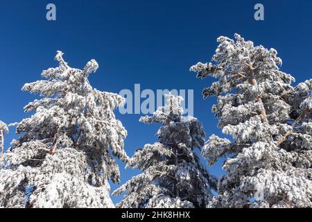 Veduta aerea invernale del Monte Vitosha, Regione della città di Sofia, Bulgaria Foto Stock