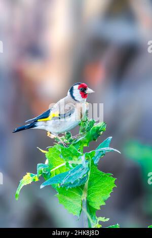 Il finch europeo o semplicemente il finch è un piccolo uccello passerino della famiglia delle finche, originario dell'Europa, del Nord Africa e dell'ovest e del ce Foto Stock