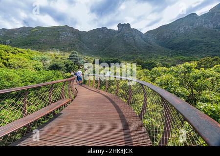 Il sentiero Centenary Tree Canopy Walkway nel Kirstenbosch National Botanical Garden a Città del Capo. Anche soprannominato 'Boomslang' che è un serpente di albero. Foto Stock