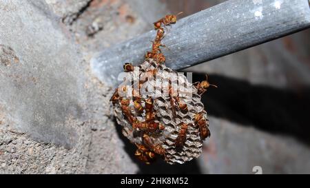 Wasps si muovono qui e là nel nido della vespa. La vespa di carta gialla (Ropalidia marginata) con retro scuro Foto Stock