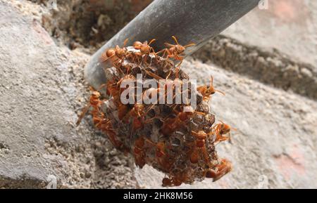 Wasps in piedi lì nel nido della vespa. La vespa di carta gialla (Ropalidia marginata) con sfondo scuro Foto Stock