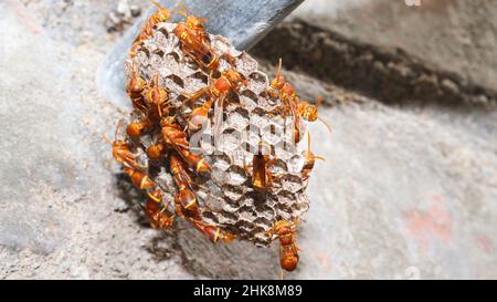 Wasps in piedi lì nel nido della vespa. La vespa di carta gialla (Ropalidia marginata) con sfondo scuro Foto Stock