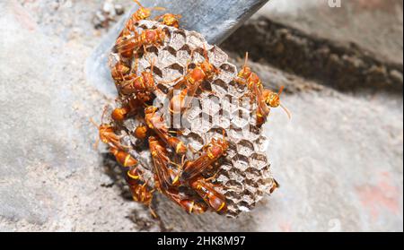 Wasps in piedi lì nel nido della vespa. La vespa di carta gialla (Ropalidia marginata) con sfondo scuro Foto Stock