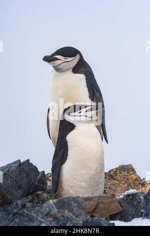 I pinguini con cinturino da polso hanno una banda nera molto riconoscibile vicino al collo: È da qui che ottengono il loro nome. Foto Stock