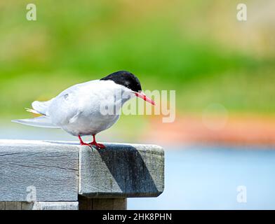 Tern Antartico in attesa di tuffarsi per catturare il pesce Foto Stock