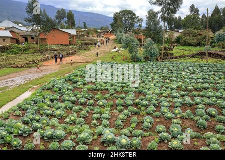 Cabage growing in Rwanda Stock Photo