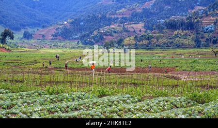 Scena rurale nel Rwand nord-occidentale Foto Stock