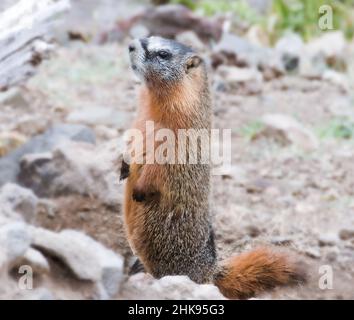 Marmot dalle decorazioni gialle in posizione diritta in modalità allerta Foto Stock