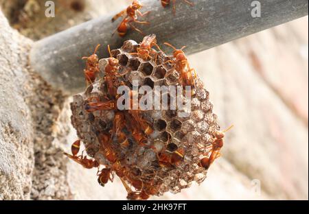 Wasps in piedi lì nel nido della vespa. La vespa di carta gialla (Ropalidia marginata) con sfondo scuro Foto Stock