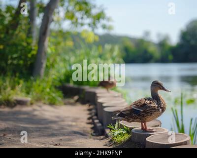 Femmina anatra di mallardo con in primavera lago riva, nel parco della città vicino fiume Moskva di proprietà Arkhangelskoye, regione di Mosca, Russia Foto Stock