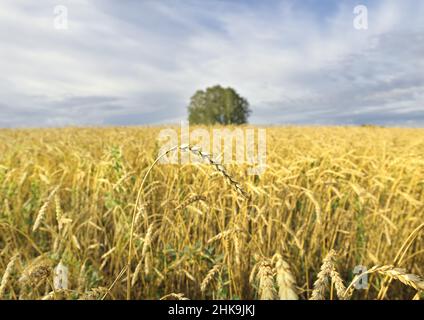 Orecchio maturo su stelo dritto. Campo agricolo giallo, alberi all'orizzonte con fuoco sfocato. Cielo blu. Regione di Novosibirsk, Russia, 2020 Foto Stock