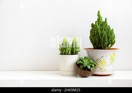 Tre piante di casa su scaffale su sfondo chiaro con spazio copia. Succulenti e cactus in pentole diverse. Piante all'interno di casa o ufficio per arredamento Foto Stock