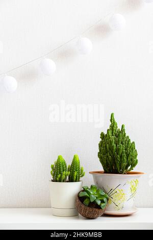 Poster verticale con tre piante di casa sullo scaffale su sfondo bianco con spazio di copia. Succulenti e cactus in pentole diverse. Piante all'interno di Foto Stock