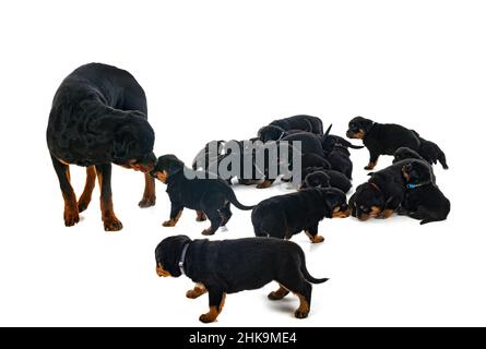 Cuccioli rottweiler davanti a uno sfondo bianco Foto Stock