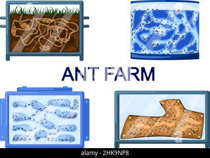 Piantine di formiche isolate su sfondo bianco. Formicaria di diversi tipi da gesso, terra, legno, gel. Formiche in tunnel che si muovono in terrarium. Lavoro di squadra Illustrazione Vettoriale