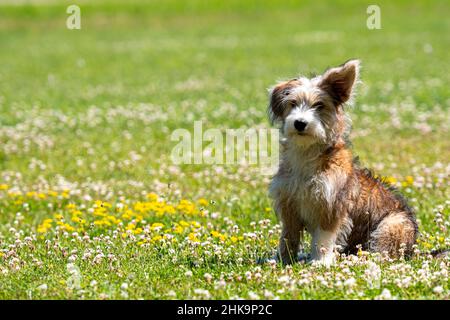 bel cucciolo misto di razza che gioca sul prato in una giornata estiva soleggiato Foto Stock