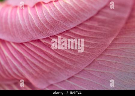 Hibiscus fiore petalo primo piano che è di colore rosa per lo sfondo. Foto Stock