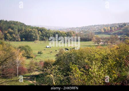 Un gregge di mucche si sgrana in un prato, mangiando erba in una foresta con aria pulita e prati verdi. Bellissimo paesaggio forestale Foto Stock