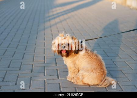 Un piccolo bel cane Yorkshire Terrier si siede e riposa dopo una lunga passeggiata con una lingua fuori nel parco, in raggi di sole tramonto Foto Stock