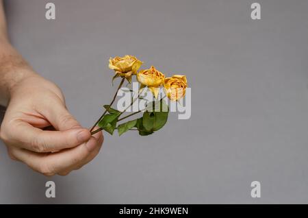 Tre piccole rose gialle in mano di un uomo. Un uomo maturo che tiene i fiori appassiti. Sfondo grigio. Messa a fuoco selettiva. Foto Stock