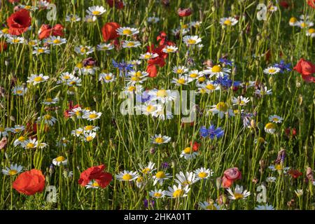 Parco Nazionale dei Monti Sibillini, fioritura di Pian Grande, luglio, Castelluccio di Norcia, Umbria, Italia, , Europa Foto Stock