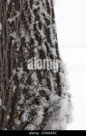 Neve parzialmente coperta corteccia di albero in foresta con campo nevoso in background durante il giorno. Inverno pieno di colore bianco e precipitazioni. Copia verticale Foto Stock