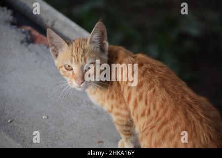 quegli occhi di gatto sono così belli Foto Stock