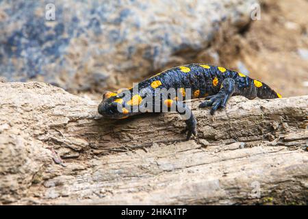 Salamandro spotted che sale il legno. Foto Stock