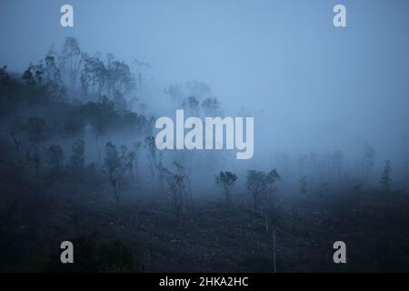 Una nebbia spooky viene sopra gli alberi Foto Stock