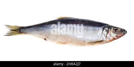 aringa del pacifico congelata isolata su sfondo bianco Foto Stock