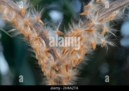 Capsula di seme di un frutto di Oleander Foto Stock