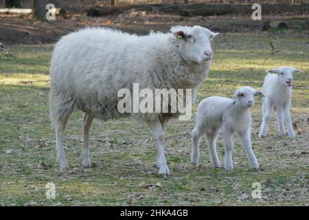 Una pecora con i suoi due agnelli. Foto Stock