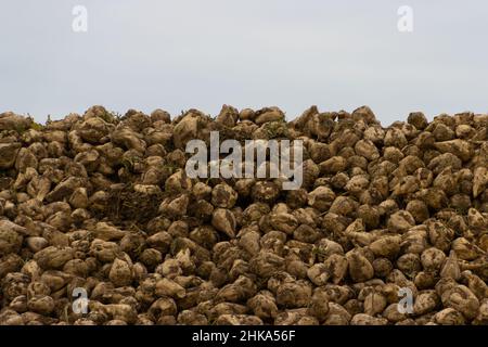 Grande mucchio di barbabietole da zucchero raccolte Foto Stock