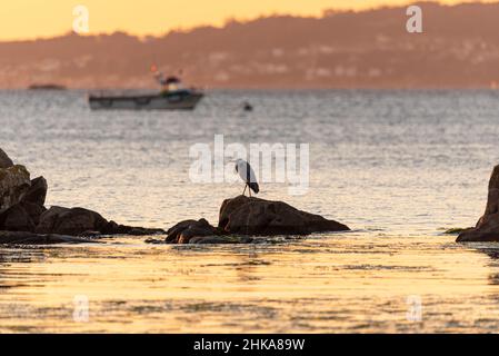 Airone grigio poggiato su una roccia Ardea cinerea Foto Stock