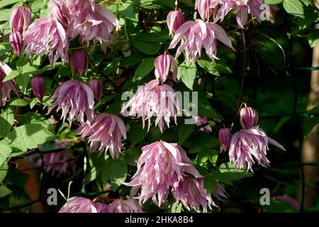 Doppia Atragene (clematis) varietà Purple Dream fiorisce nel giardino. Bella estate fiori in un giardino verticale giardinaggio. Foto Stock