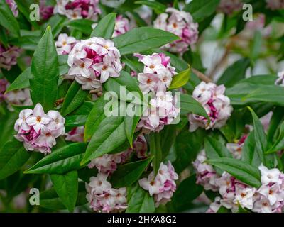 Daphne bholua 'Jacqueline Postill' Febbraio Norfolk Foto Stock