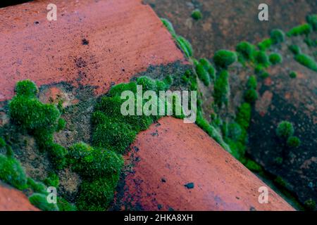 Muschio verde sul primo piano di tegole rosse. Foto Stock