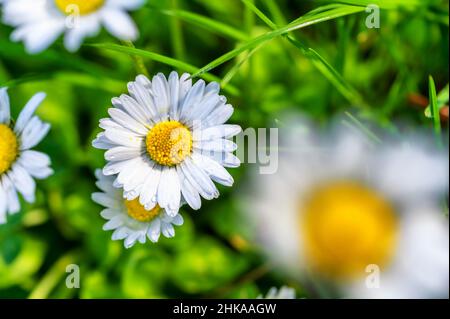 Bellissimo sfondo floreale con margherite in un prato selvaggio Foto Stock