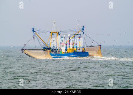 Taglierina per gamberetti sul Mare del Nord Foto Stock