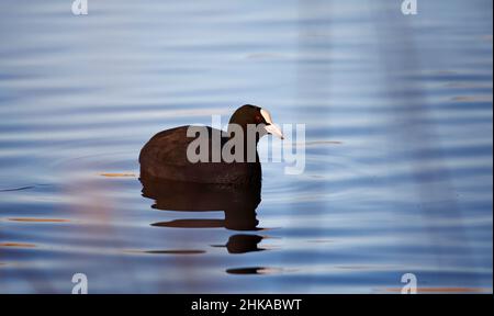 Nuota su un lago tranquillo e riflettente, con sole primaverile Foto Stock