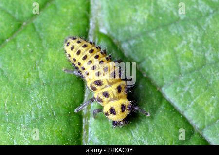 Un ladybird a 22 punti, Psyllobora vigintiduopunctata, famiglia Coccinellidae che mangia muffa polverosa su fogliame di zucchine. Larva su una foglia di zucchine. Foto Stock