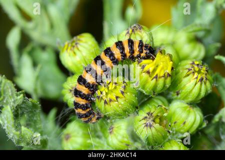 I pilastri del cinabro (Tyria jacobaeae) è un chiaro colore arctiide. Mangiare Jacobaea vulgaris nomi comuni includono ragwort, comune Foto Stock