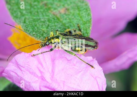 Oedemera nobilis, noto anche come il falso coleottero d'olio, coleottero di fiori a zampe spesse o coleottero gonfio, famiglia Oedemeridae, una specie comune. Foto Stock