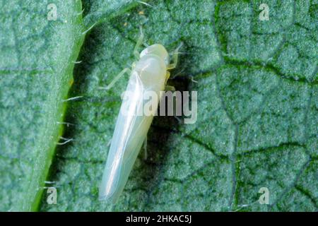 Tramoggia di foglia Edwardsiana flavescens su una superficie in foglia Foto Stock